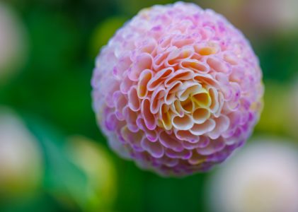 Insel Mainau – Oktober 2025